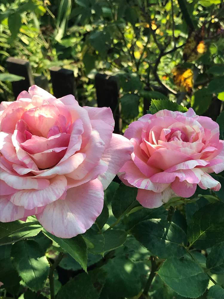 小さな庭の画像 by スノーベルさん | 小さな庭と薔薇愛同盟と絞りのバラと植中毒と鉢植えと花のある暮らし