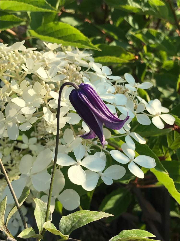 小さな庭の画像 by スノーベルさん | 小さな庭とムラサキの花と植中毒とつる性植物と花のある暮らしと白い花