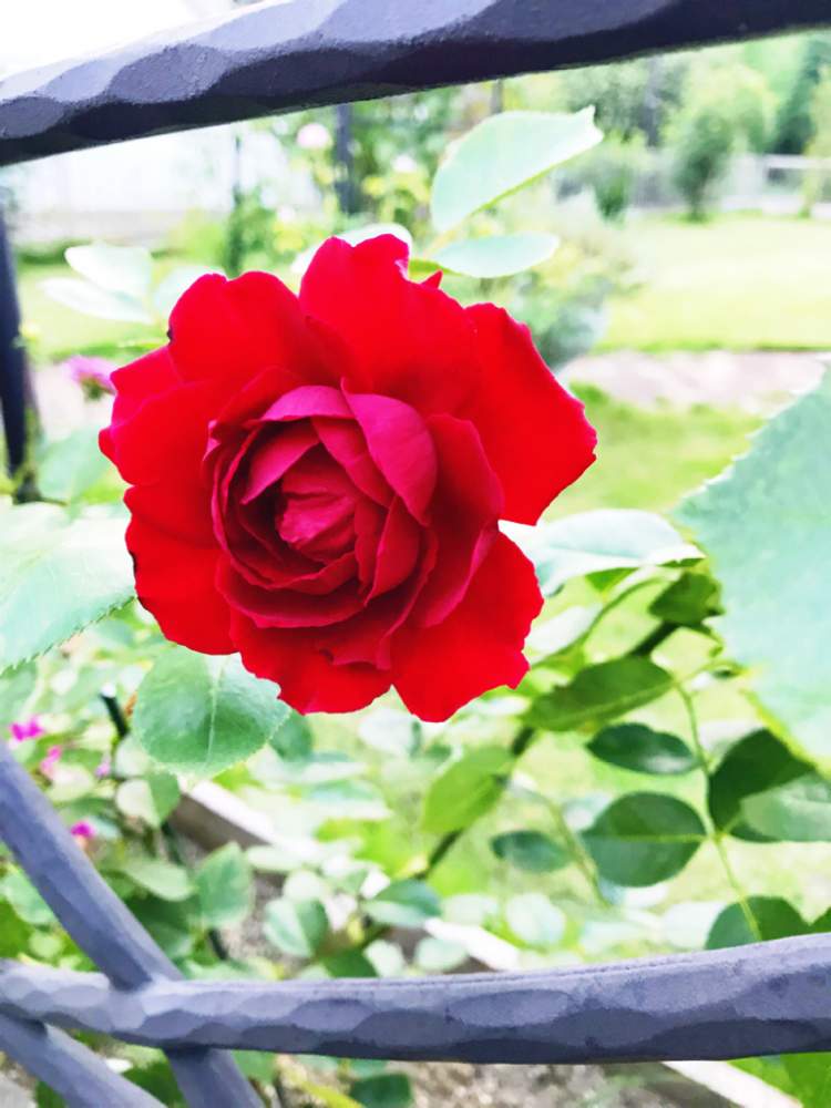 の画像 by なつきAckermann。さん | ダイナマイトとばら バラ 薔薇とお庭の植物と花のある暮らしとバラ フェンスと赤いバラと薔薇の花