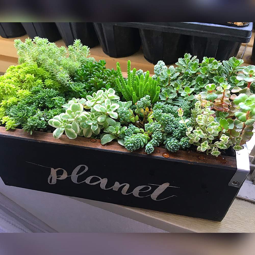 テラスの画像 by angeloさん | テラスとセダム属と多肉植物とSedamnと太陽大好きと綺麗な多肉と明るい 暑いとセダム寄植えとインスタグラム angeloと多肉色とセダムミックスとGreenSnapmarcheと多肉旅とセダムモリモリと多肉寄せ植えと梅雨あけと可愛い鉢と元気な多肉とangeloとsucculent