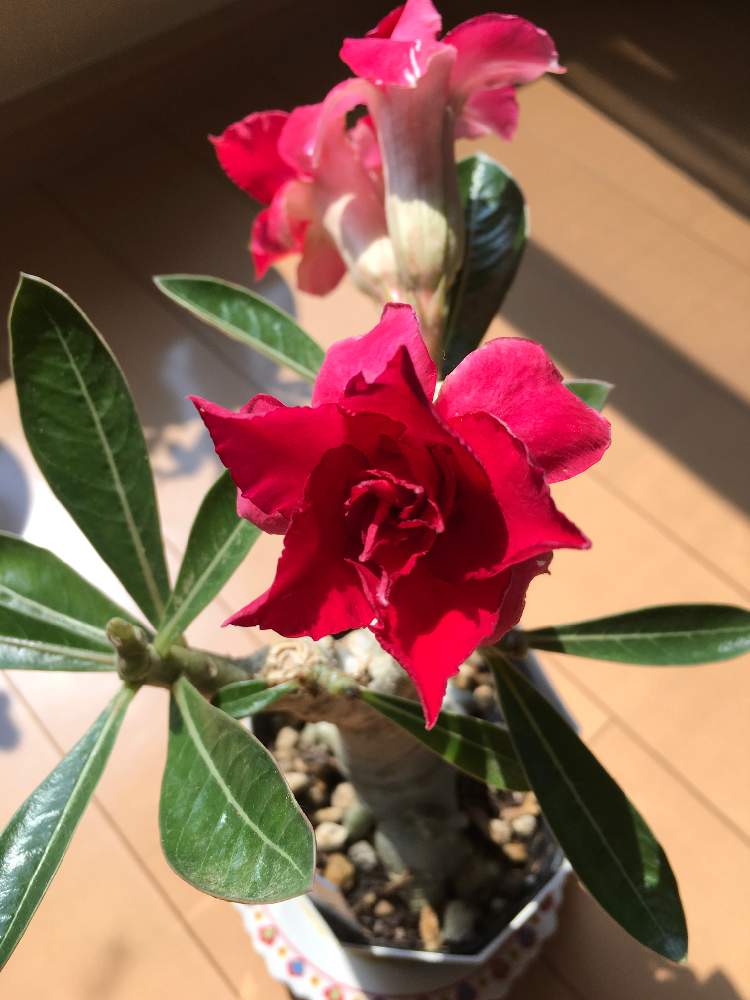 部屋の画像 by HTさん | 部屋と薔薇に魅せられてと砂漠の薔薇 アデニウムと花のある暮らしとアデニウム☆と薔薇の花