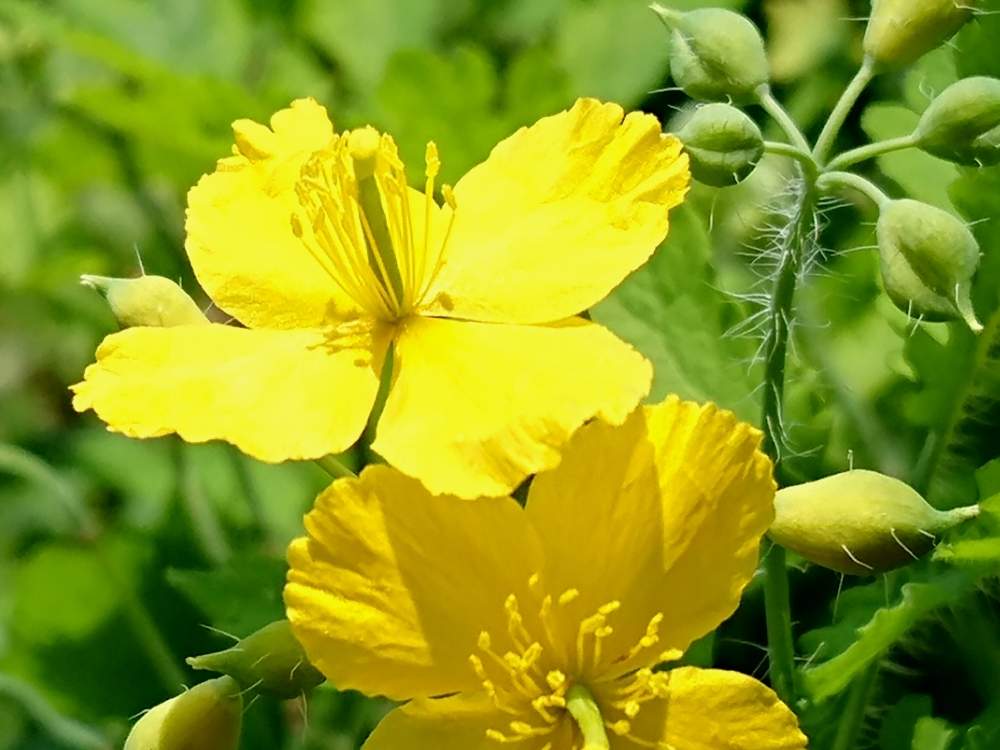 お出かけ先の画像 by toshi17さん | お出かけ先とクサノオウとスマホ撮影と草むらと毒草とお写んぽと可憐とGS映えと綺麗と鮮やか と真夏と花のある暮らしと北海道と薬草と札幌とその辺と黄色いお花大好き協会
