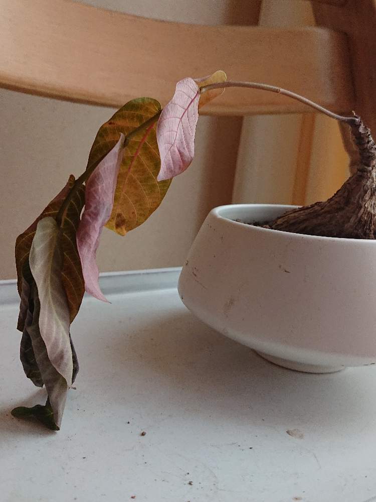 テラスの画像 by ぐりぐりさん | テラスとフィランサス ミラビリスとみどりのある暮らしと観葉植物とがんばれ!がんばれ!とわが家の観葉植物❢とはっぱとno green no lifeとうまく育ちますようにとかわいいな♡とおおきくなあれといやし♪とビザールプランツ
