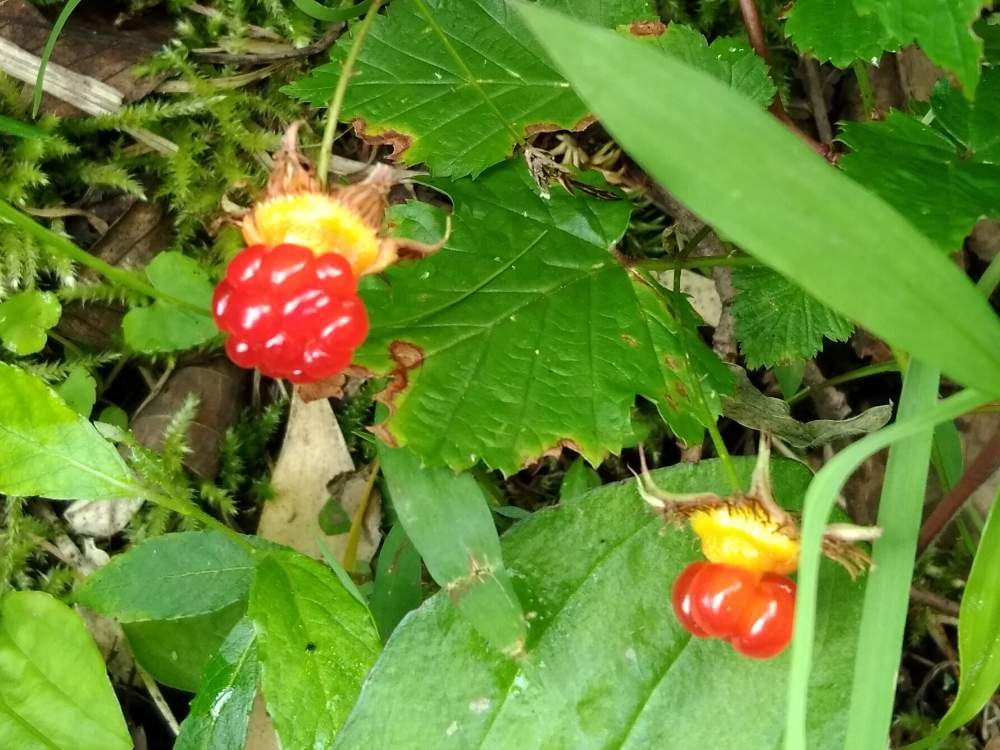 お出かけ先の画像 by ざっき~さん | お出かけ先とクマイチゴと野草と山の中と山野草と初夏を楽しむと梅雨明け楽しみと果実と初夏の訪れとみちばたと花のある暮らしと道端と山の上