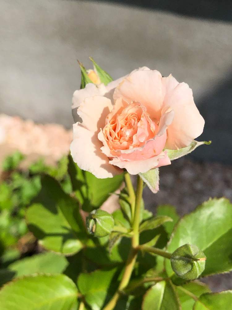 小さな庭の画像 by rosa sさん | 小さな庭とツイッギーズローズとばら バラ 薔薇とピンクの花と鉢植えと北海道でも越冬しますと花のある暮らしと北海道
