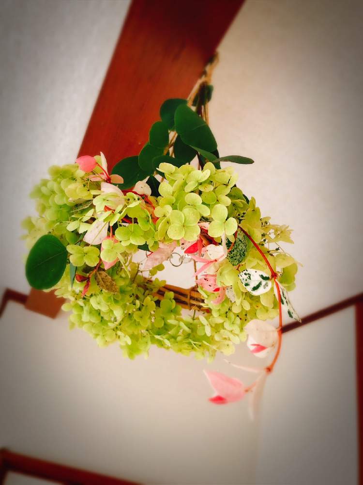 玄関の画像 by けぇたんさん | 玄関とハツユキカズラとアナベルとユーカリ ポポラスと花と緑のある暮らしとあっつい☀️とGSのみなさんに感謝♡と❤️いいね、ありがとうとフライングリースと花のある暮らし