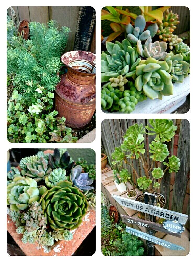 小さな庭の画像 by GreenGardenさん | 小さな庭と多肉植物とアエオニウム属とjunkと今日の一枚と錆びと多肉女子と多肉好きと雑貨と木工とjunk雑貨AYUMiさんの木工雑貨とAyumiさんのWS