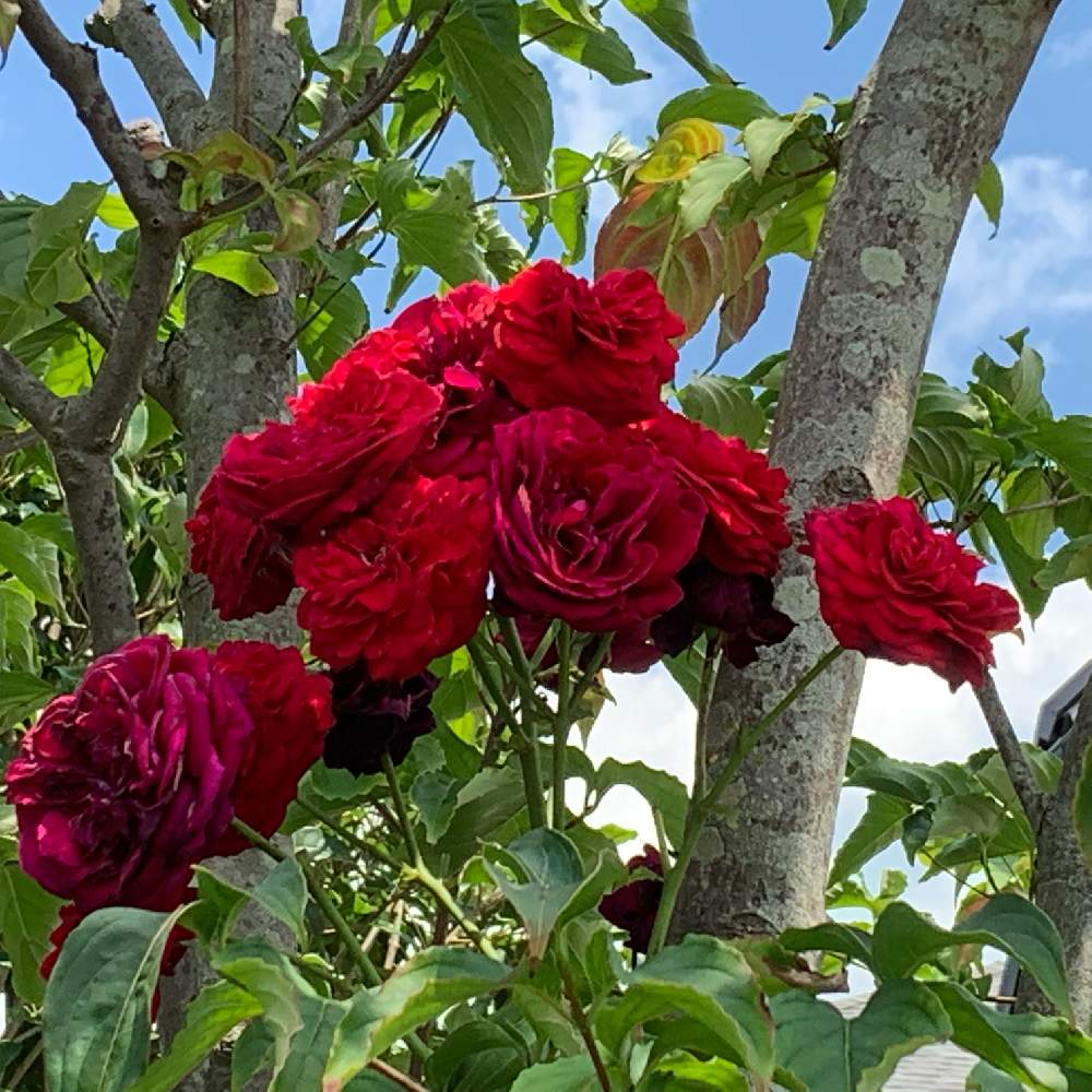 小さな庭の画像 by ポポさん | 小さな庭と薔薇とロートケプヘンと花のある暮らしと素敵と真っ赤なバラ