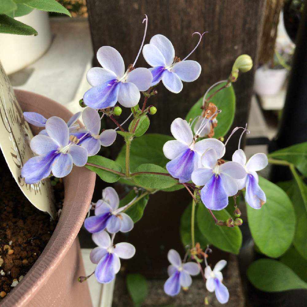 玄関の画像 by ふわふわさん | 玄関とクレロデンドルム・ブルーウィングと花のある暮らしと植中毒とエケベリア女子