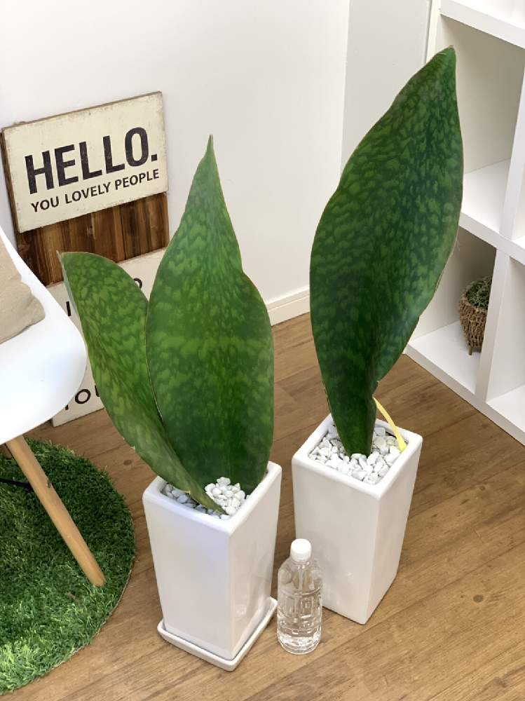 インテリアの画像 by e-RANさん | インテリアとサンスベリア・グランディスと観葉植物を楽しむと観葉植物と植物のある暮らしとカッコいいと大型観葉植物と緑が好きとサンスベリア属と一点物と植中毒とイーランとイーラン観葉と楽天e-RANと鹿児島とオシャレ観葉と可愛いと個性的と今日の観葉植物と観葉植物専門店と大きい