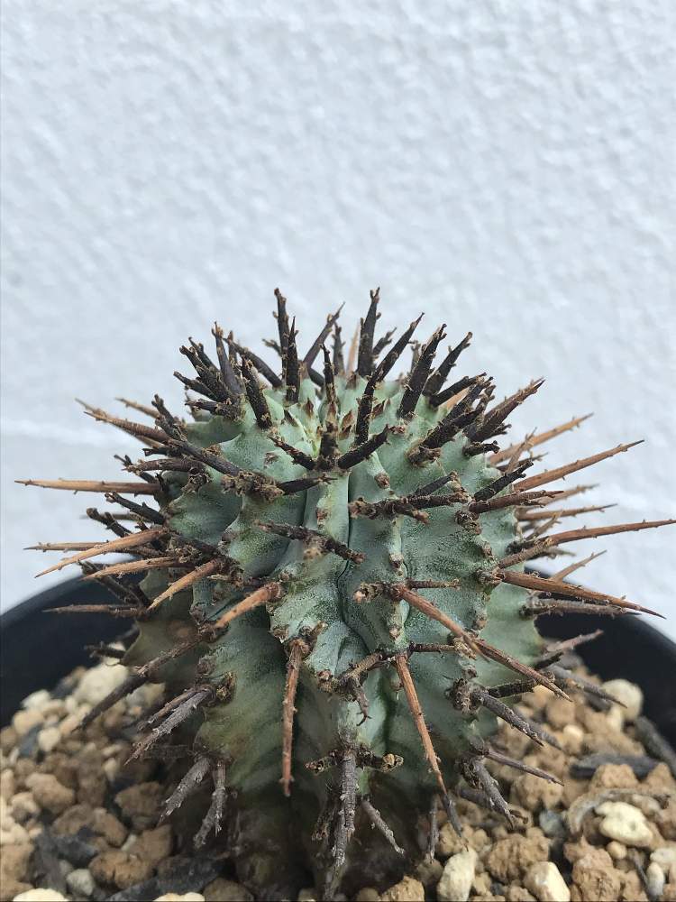 の画像 by ®️eNさん | ホリダとユーホルビアとゼブラホリダと多肉植物とトゲトゲとカッコいいとトゲトゲ好きとフォルムフェチと植欲旺盛と元気と最高⤴︎ ⤴︎と夏だとサボテンぽいけどサボテンじゃないとかわいいヤツと男前とトゲのようで実際にはトゲではない