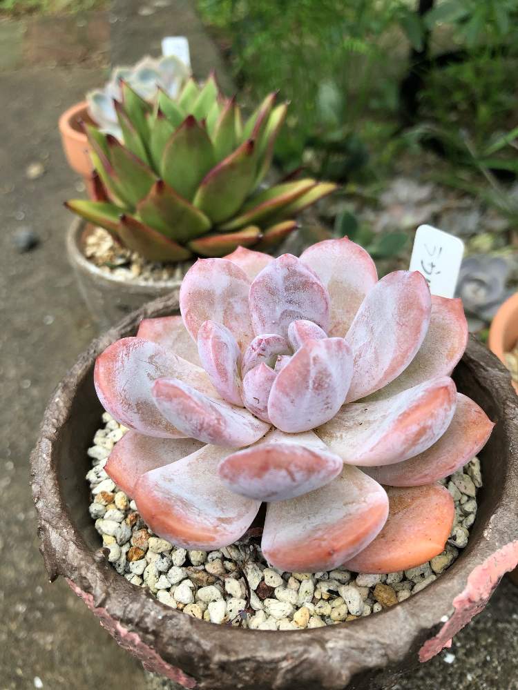 玄関の画像 by Misakiさん | 玄関とラウリンゼと多肉植物とSucculentgardenMisakiと嬉しいな♡と韓国苗に夢中(ㅅ´ ˘ `)♡とcoco et nicoと多肉大好きとオレンジ系と多肉女子と夏越し頑張ると多肉植物アレンジメントインストラクターとかわいいな♡と千葉タニラー