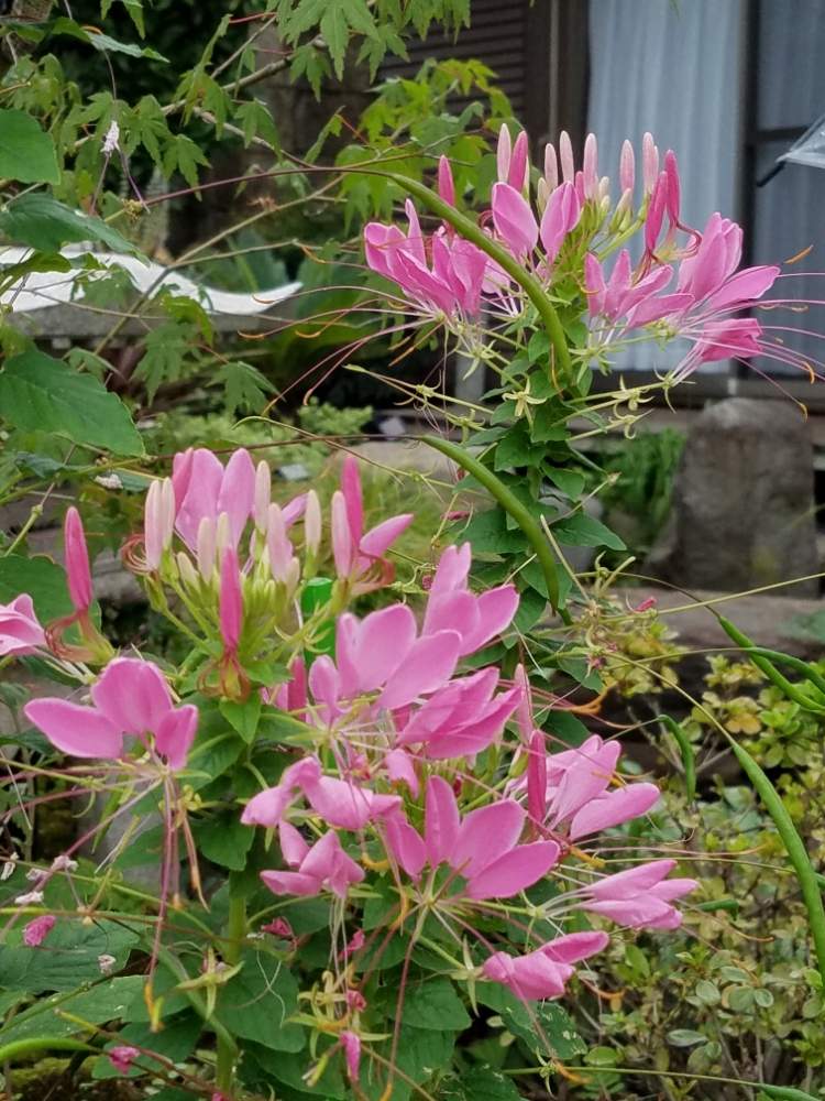 広い庭の画像 by ユーコロさん | 広い庭と令和最初の植物と穏やかな時間☆と庭の手入れと庭中毒と植中毒とクレオメ ピンクと暑すぎるぅ〜(^◇^;)と花壇作りと花のある暮らし