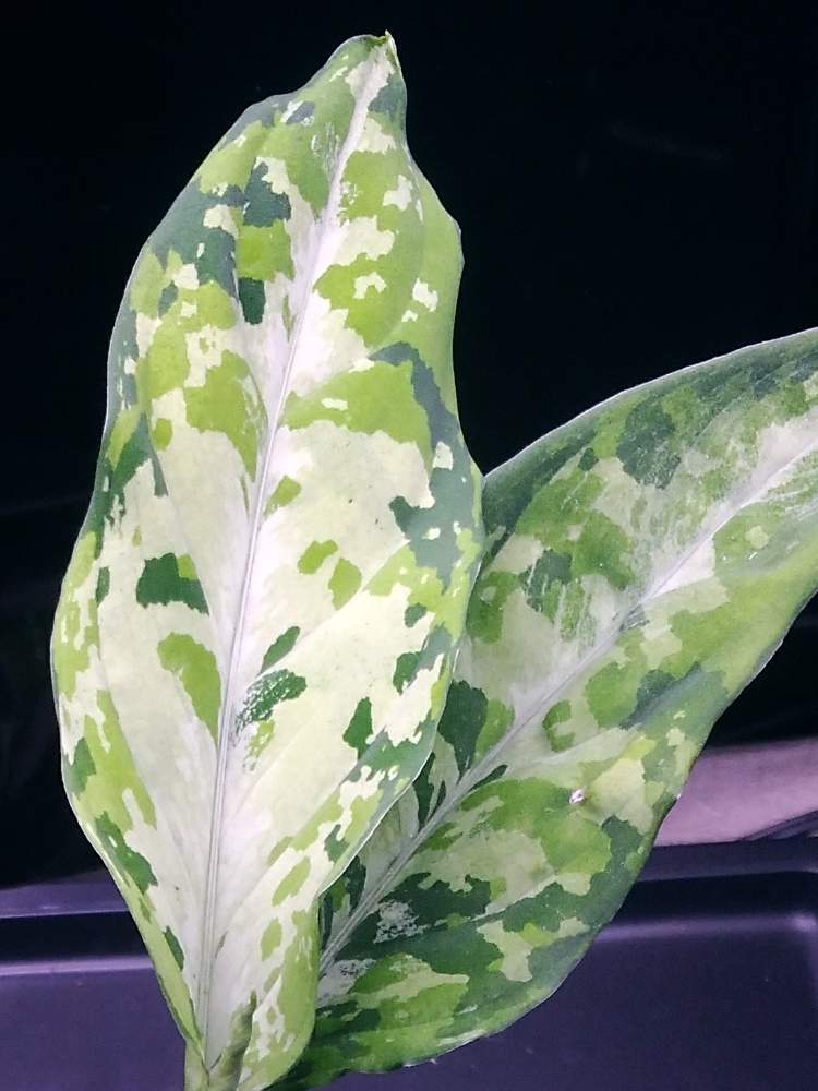 インテリアの画像 by ヘーラさん | インテリアとアグラオネマとGS映えと梅雨明け楽しみとアグラオネマ属と植中毒とサトイモ 科とGREEN UP!