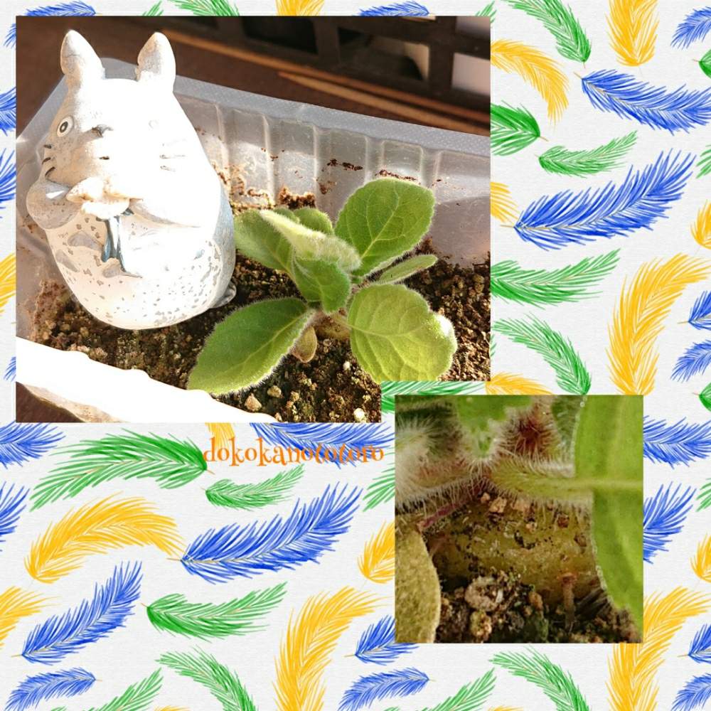 エントランスの画像 by イエローフィンガーさん | エントランスとSinningia macrostachyaとシンニンギア マクロスタキアと多肉植物とたねからの幸せと2019の一枚と千葉県とMy シンニンギアとシンニンギア属とマイコレクションと種からと植中毒と実生の日とSinningia macrostachyaと多肉植物とサボテンと実生と塊根植物とわが家の多肉さんと珍奇植物とシンニンギア マクロスタキアと千葉タニラーとマイブームとビザールプランツ