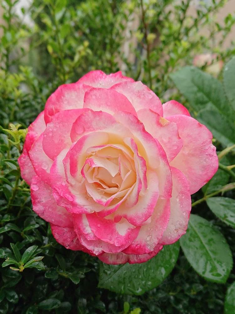 小さな庭の画像 by ヒロリンパさん | 小さな庭とばら バラ 薔薇と薔薇に魅せられてと花壇と我が家の花壇とジュビデビュプリンスドゥモナコ♪と成長記録とミニバラ グリーンアイスと花のある暮らしと薔薇♪とバラ・ミニバラと薔薇の花