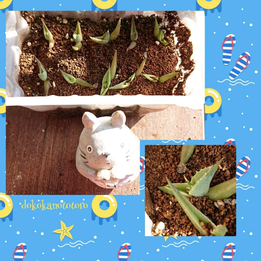 エントランスの画像 by イエローフィンガーさん | エントランスとアガベ ビクトリアレジーナ コンパクタとAgave
victoria-reginae compact formと多肉植物とたねからの幸せと2019の一枚と千葉県とマイコレクションと種からと植中毒と実生の日と多肉植物とサボテンと実生と塊根植物とわが家の多肉さんと珍奇植物とアガベ・ビクトリアレジーナ・コンパクタと千葉タニラーとマイブームとビザールプランツとアガベ属とMy アガベ