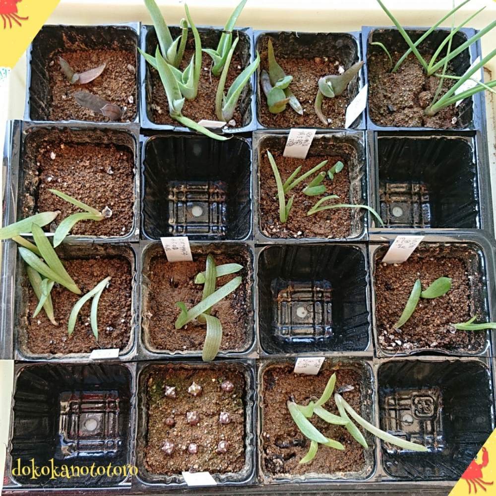 エントランスの画像 by イエローフィンガーさん | エントランスと実生いろいろと多肉植物とたねからの幸せと2019の一枚と千葉県とマイコレクションと種からと植中毒と実生の日と多肉植物とサボテンと実生と塊根植物とわが家の多肉さんと珍奇植物と千葉タニラーとマイブームとビザールプランツ