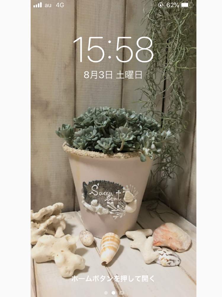 部屋の画像 by pizzicato (ピチカート)さん | 部屋とケープブランコと白雪ミセバヤと多肉植物とベランダ多肉と壁紙祭りと壁紙祭り2019夏とバラと夢CLUBとたに倶楽部とタニラーとかわいいな♡とたにおたくらぶ