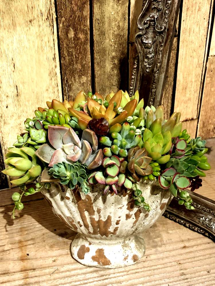 の画像 by Green&Flower Studio Li-anさん | 多肉植物と斑入りグリーンネックレス♡とLi-anと多肉植物寄せ植えと斑入りのグリーンネックレスと多肉女子と多肉 グリーンネックレスと斑入り葉っぱと花のある暮らしと多肉植物の苗と斑入り。と多肉植物 多肉の有るくらし