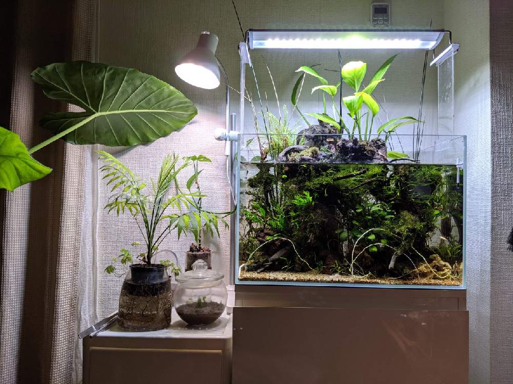 部屋の画像 by ふなっこさんさん | 部屋とマドカズラと田砂と金山家と45センチ メンタル ジャ〜ニ〜♫とニルバーナと水生植物とギタリストと千種区とさまぁ〜ずとサウンドガーデンとおっさんと血液型B型とアクアテラリウム