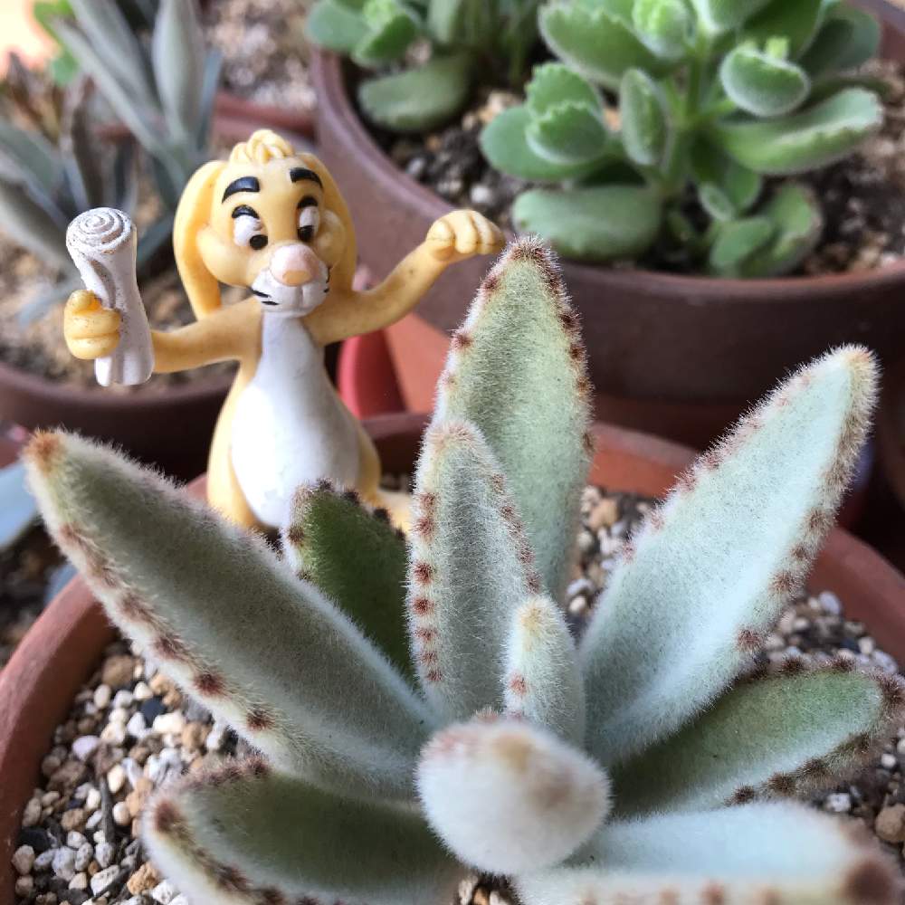 の画像 by トッティーさん | 星兎耳と多肉植物とカランコエ属と多肉初心者と花のある暮らし