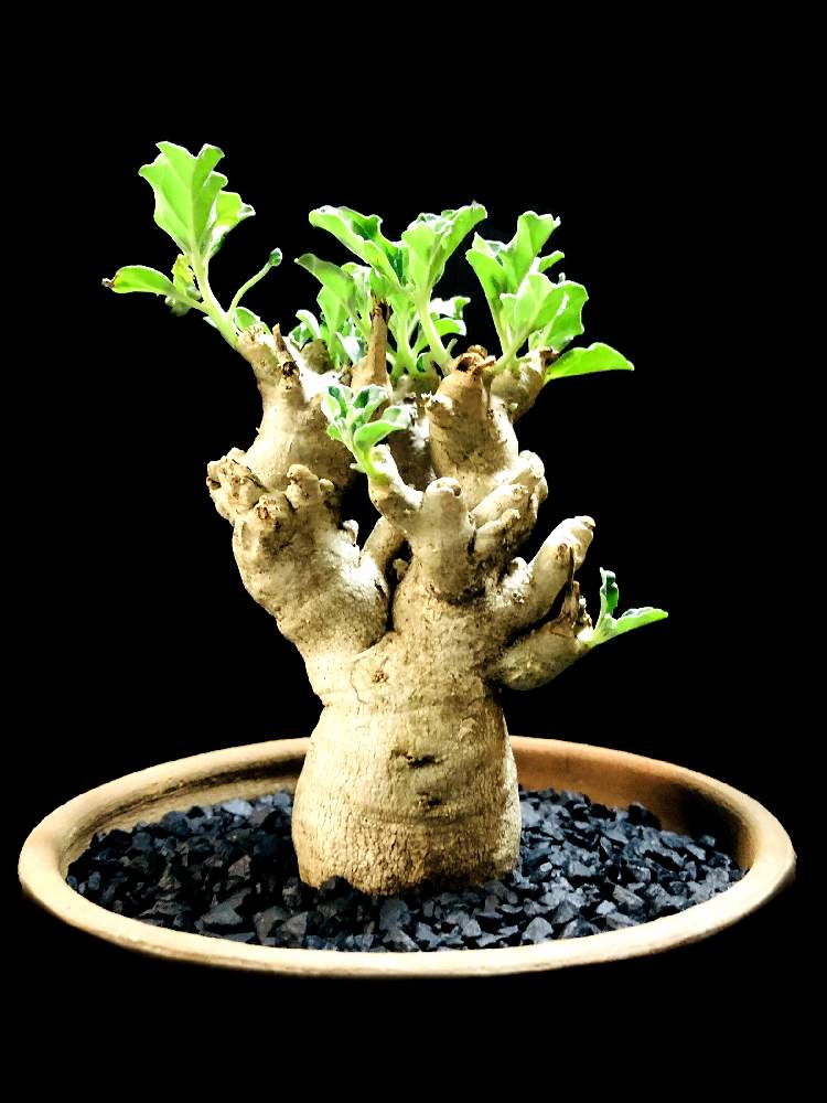 バルコニー/ベランダの画像 by good_guyさん | バルコニー/ベランダとPterodiscus luridusと多肉植物とEuphorbiaとcactusとドルステニアとサルコカウロン属とフィランサス ミラビリスとユーベルマニア ペクチニフェラとCerariaとCaudexとデカリア・マダガスカリエンシスと多肉女子と塊根植物と珍奇植物とPachypodiumとaloeとagaveとGREEN UP!とCopiapoaと亀甲竜。とsucculent