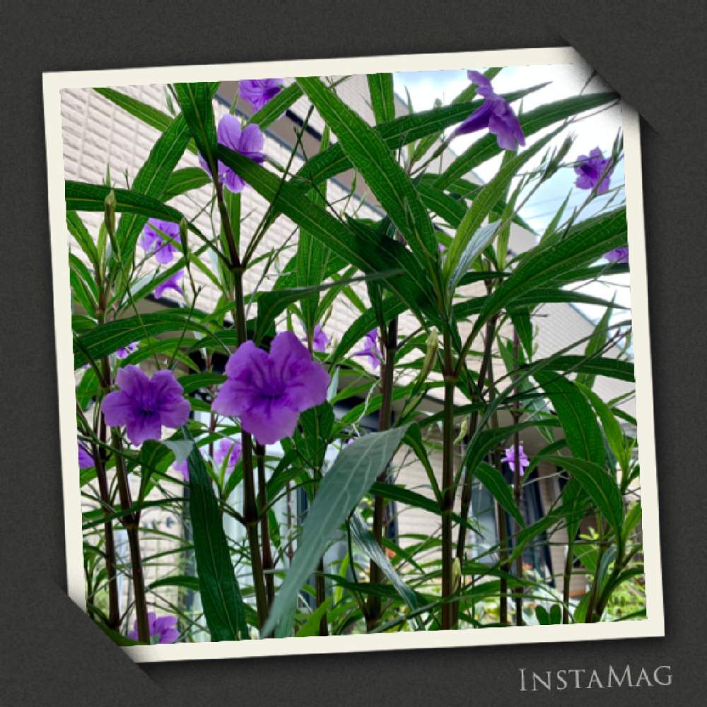 の画像 by ちゃんり⭐️さん | ルエリアと毎年楽しむと植えっぱなしと可愛い~( ´艸`)♡とお花に癒されて^ ^と花のある暮らしとどんどんふえちゃってます