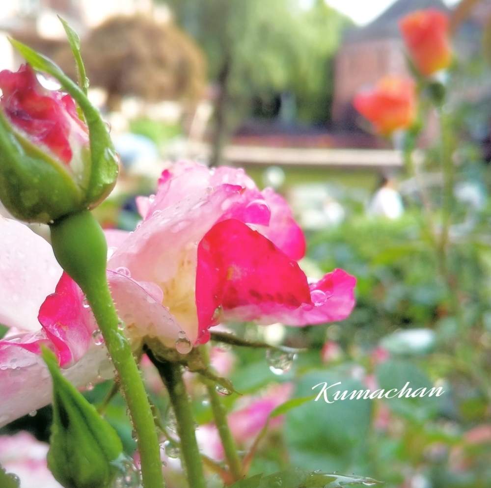 お出かけ先の画像 by Kumachanさん | お出かけ先とHTCとキュンキュン乙女倶楽部と令和熱い夏と萌え~❤とあちぃ~と災害に負けないで✊と12月生まれ♪と頑張れ♡えっこと負けるなもんもんチャン
