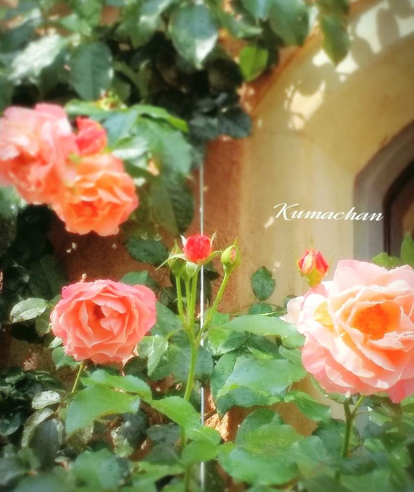お出かけ先の画像 by Kumachanさん | お出かけ先とHTCとキュンキュン乙女倶楽部と令和熱い夏と萌え~❤とあちぃ~と災害に負けないで✊と12月生まれ♪と頑張れ♡えっこと夏の薔薇と負けるなもんもんチャン