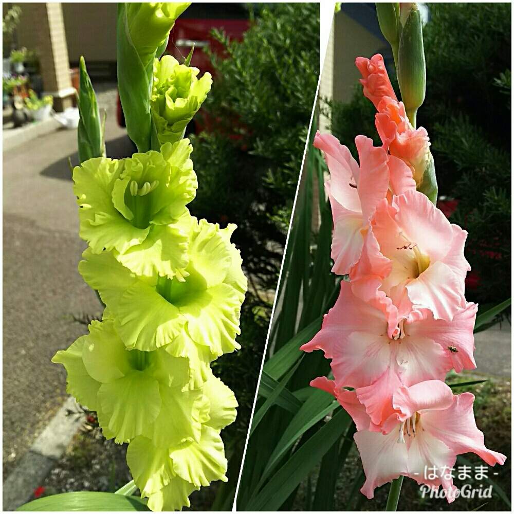 小さな庭の画像 by はなままさん | 小さな庭とグラジオラスとグリーンのお花といつも笑顔でとサーモンピンクの花と花のある暮らしと北海道