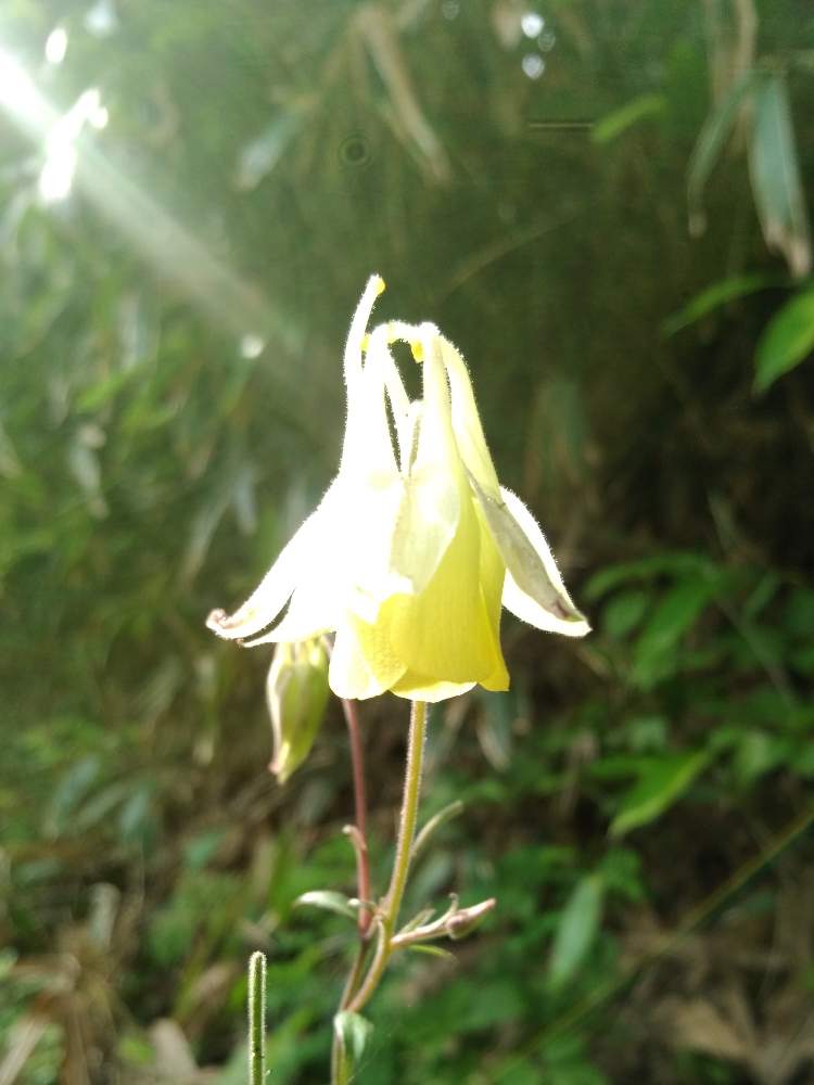 お出かけ先の画像 by ざっき~さん | お出かけ先とキバナヤマオダマキと初夏と野草と山の中と山野草と初夏を楽しむと梅雨明け楽しみと黄色い花と初夏の訪れと道路脇でと雑草とみちばたと花のある暮らしと道端とかわいい花と神秘的と山の上
