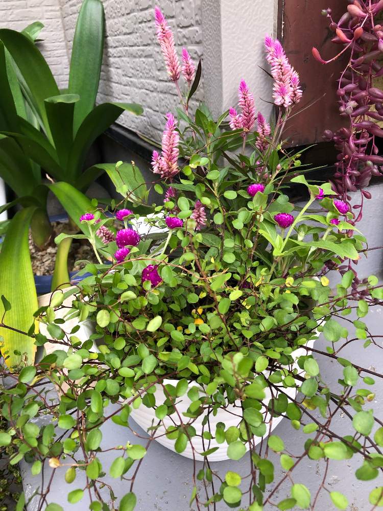 の画像 by てーらーさん | 寄せ植えと☆ワイヤープランツと北海道園芸センター札幌と北海道園芸センターとケイトウ✿