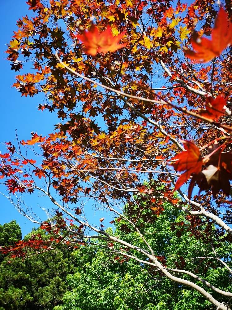 お出かけ先の画像 by eyeさん | お出かけ先とモミジと三重支部と三重県とイヌとグリーンと花のある暮らしとGREEN UP!