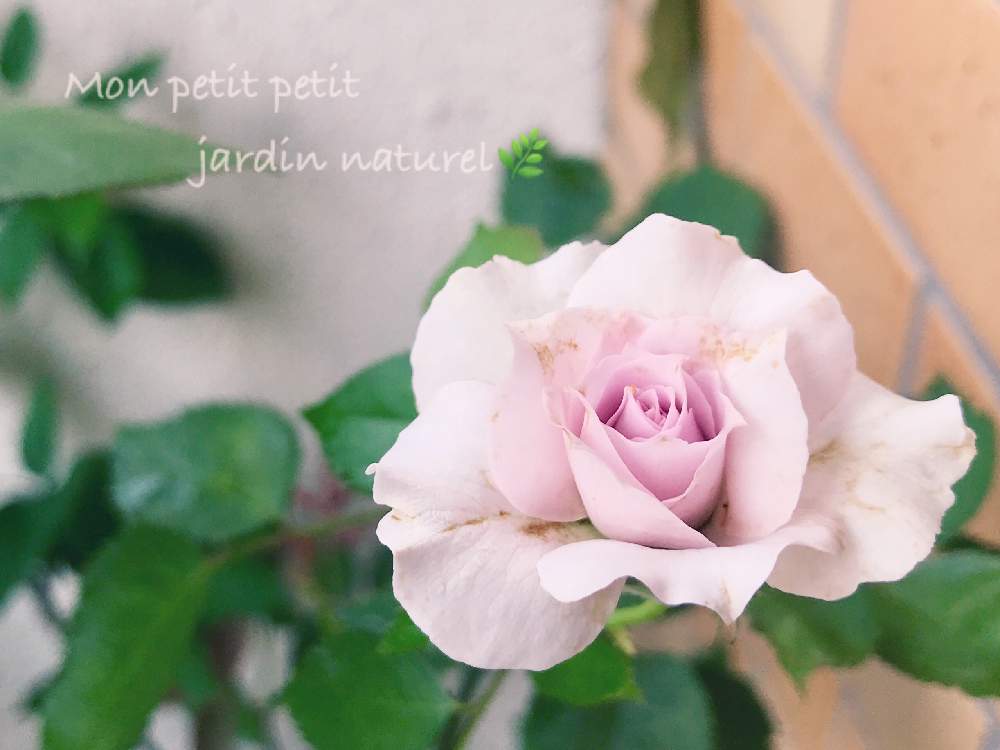 バルコニー/ベランダの画像 by ✿ natu. ✿さん | バルコニー/ベランダとmy garden♬と素敵な出逢いに感謝♬と大切に…と優しい香りと感謝の気持ち♬と限られた時間♬とバラが好き♬と大暑♬と幸せ❣️とありがとう❣️と夏〜♬と休日のひと時とひとりごととkeep smiling❣️と元気♬とnatural ♬と癒し時間♬