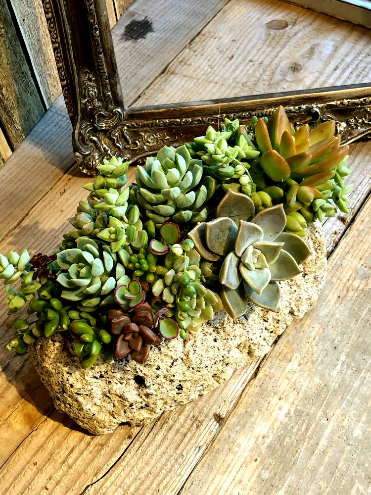 の画像 by Green&Flower Studio Li-anさん | 多肉植物と軽石鉢と斑入りグリーンネックレス♡と寄せ植えとLi-anと多肉植物寄せ植えと斑入りのグリーンネックレスと多肉女子と多肉 グリーンネックレスと花のある暮らしと多肉植物の苗と多肉植物 多肉の有るくらし