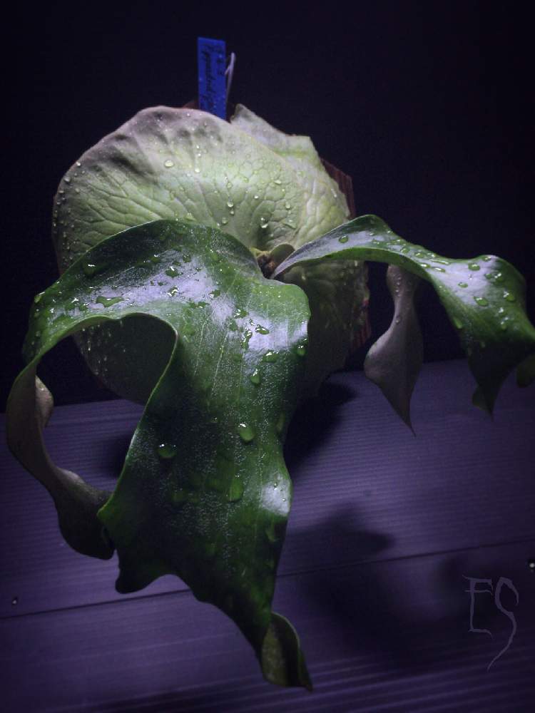 部屋の画像 by Esさん | 部屋と着生植物と コウモリラン と戦利品と ビカクシダとシダで幸せと植中毒と着生シダとシダ植物とビカクシダ属とうっとりと萌え萌え