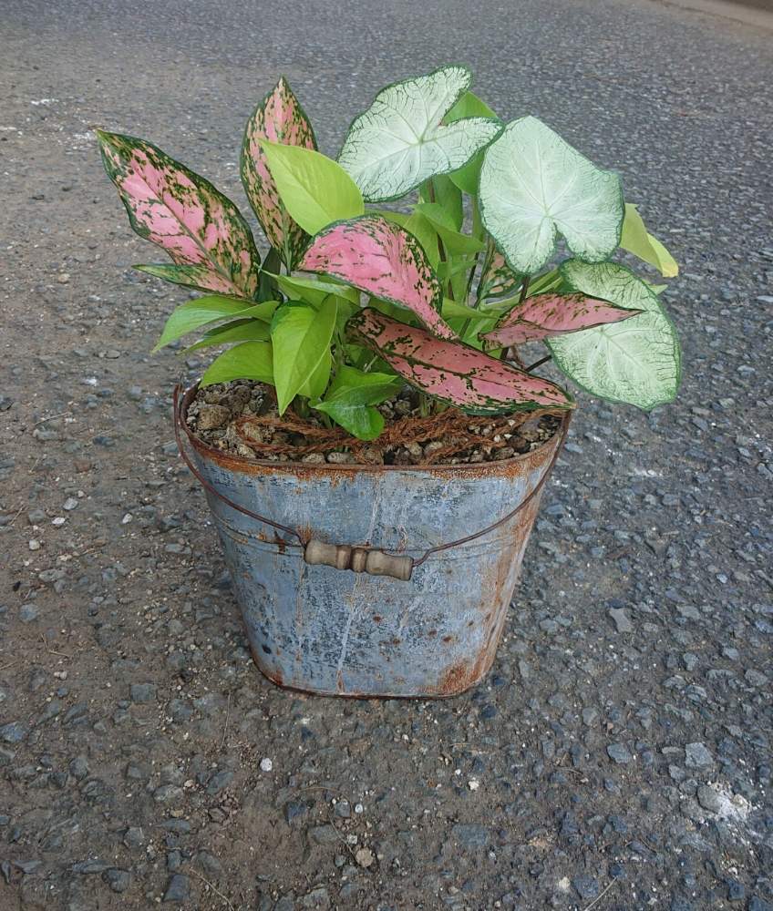 小さな庭の画像 by 時遊人さん | 小さな庭と観葉植物と寄せ植えとGS映えとポトス♪とブリキの鉢と花のある暮らしとカラジューム~‼とアグラオネマ属