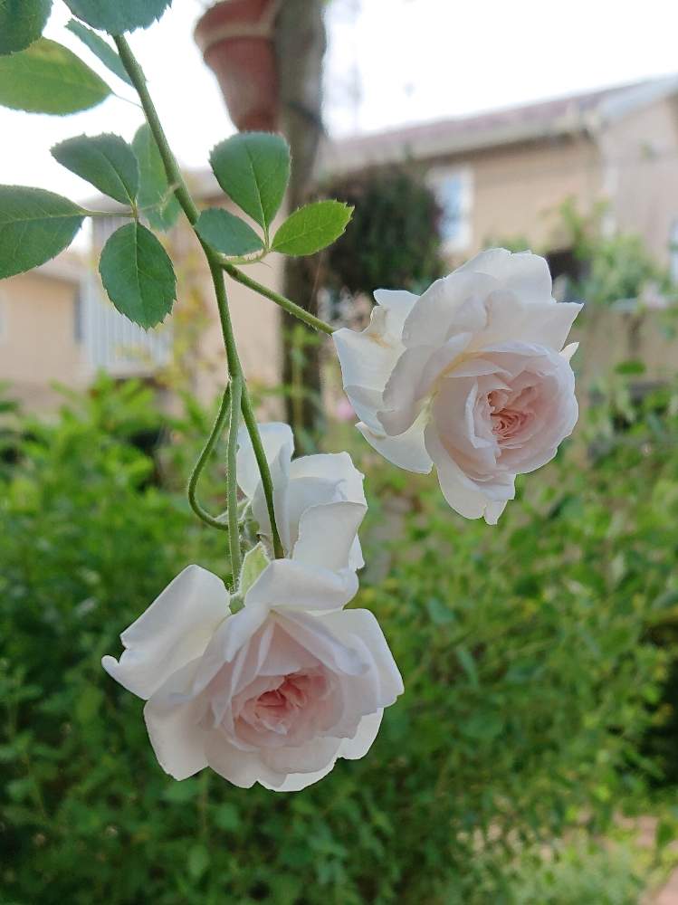 小さな庭の画像 by ヒロリンパさん | 小さな庭とばら バラ 薔薇と薔薇に魅せられてと花壇と薔薇レイニーブルーと我が家の花壇と成長記録と花のある暮らしと薔薇♪とバラ・ミニバラと咲いた!と薔薇の花