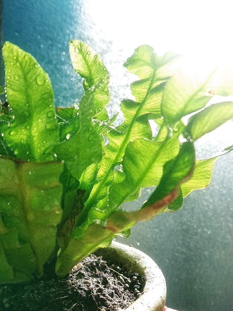 キッチンの画像 by みきさん | キッチンとエメラルドウエーブと観葉植物と自己満足とGS映えと植中毒と観葉植物がスキとGREEN UP!とシダ愛好会