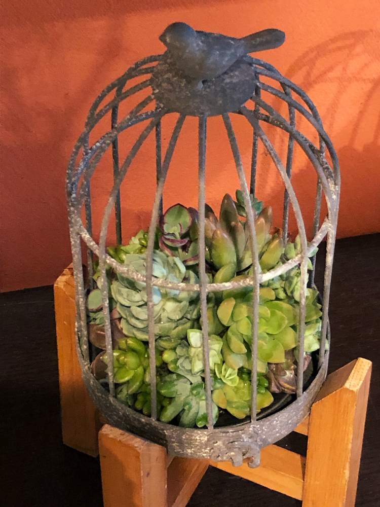 の画像 by Green&Flower Studio Li-anさん | 多肉植物と鳥籠の中の多肉と寄せ植えとLi-anと鳥籠の中と多肉植物寄せ植えと鳥籠と多肉女子と花のある暮らしと多肉植物の苗と多肉植物 多肉の有るくらし