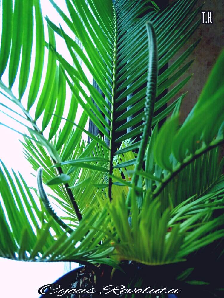 窓辺の画像 by T.Kさん | 窓辺と観葉植物を楽しむと観葉植物と ソテツと植物男子とソテツ類とソテツの新芽