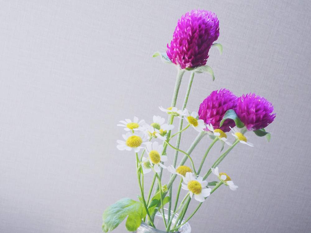 部屋の画像 by たろさん | 部屋とセンニチコウとマトリカリアと令和最初の植物と今日の一枚とGreenSnapmarcheと花のある暮らしとGREEN UP!