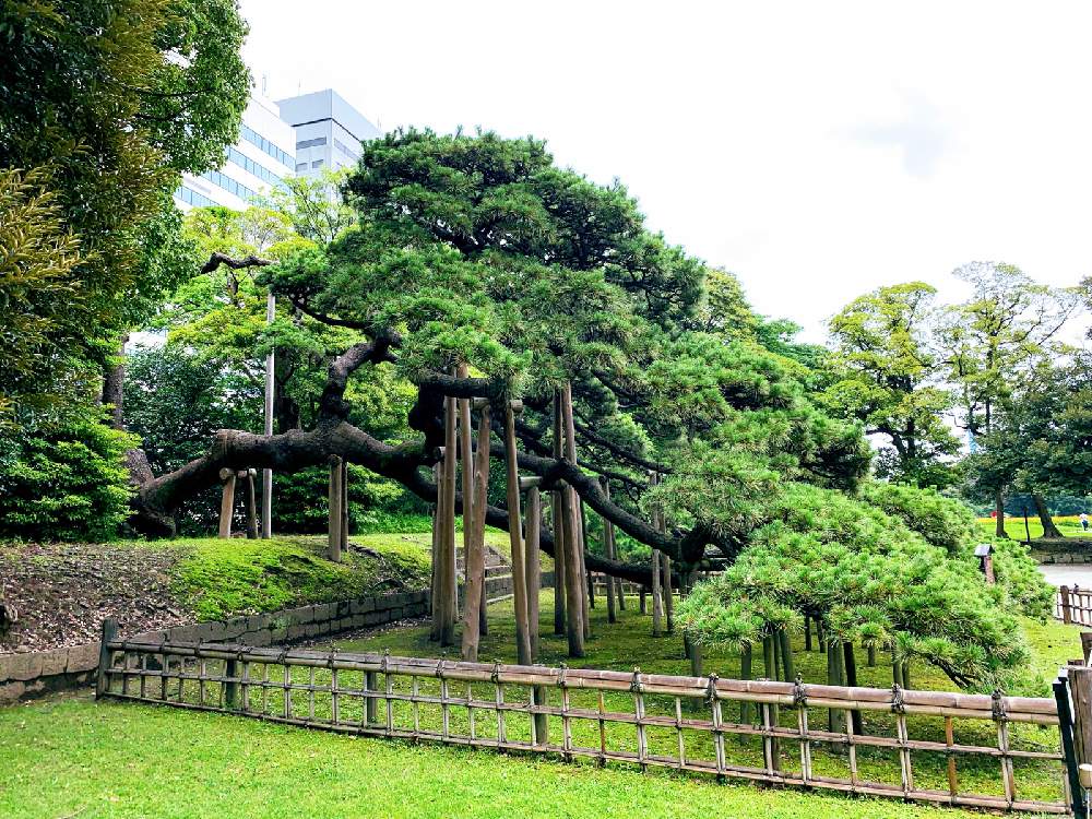 お出かけ先の画像 by チャーさん | お出かけ先と黒松と日本庭園と浜離宮恩賜庭園とあつさにまけないでと池泉回遊式庭園と銘木と三百年の松と里山歩きとチャーさんの 里山歩きとチャーさんのリポートと季節の 便り