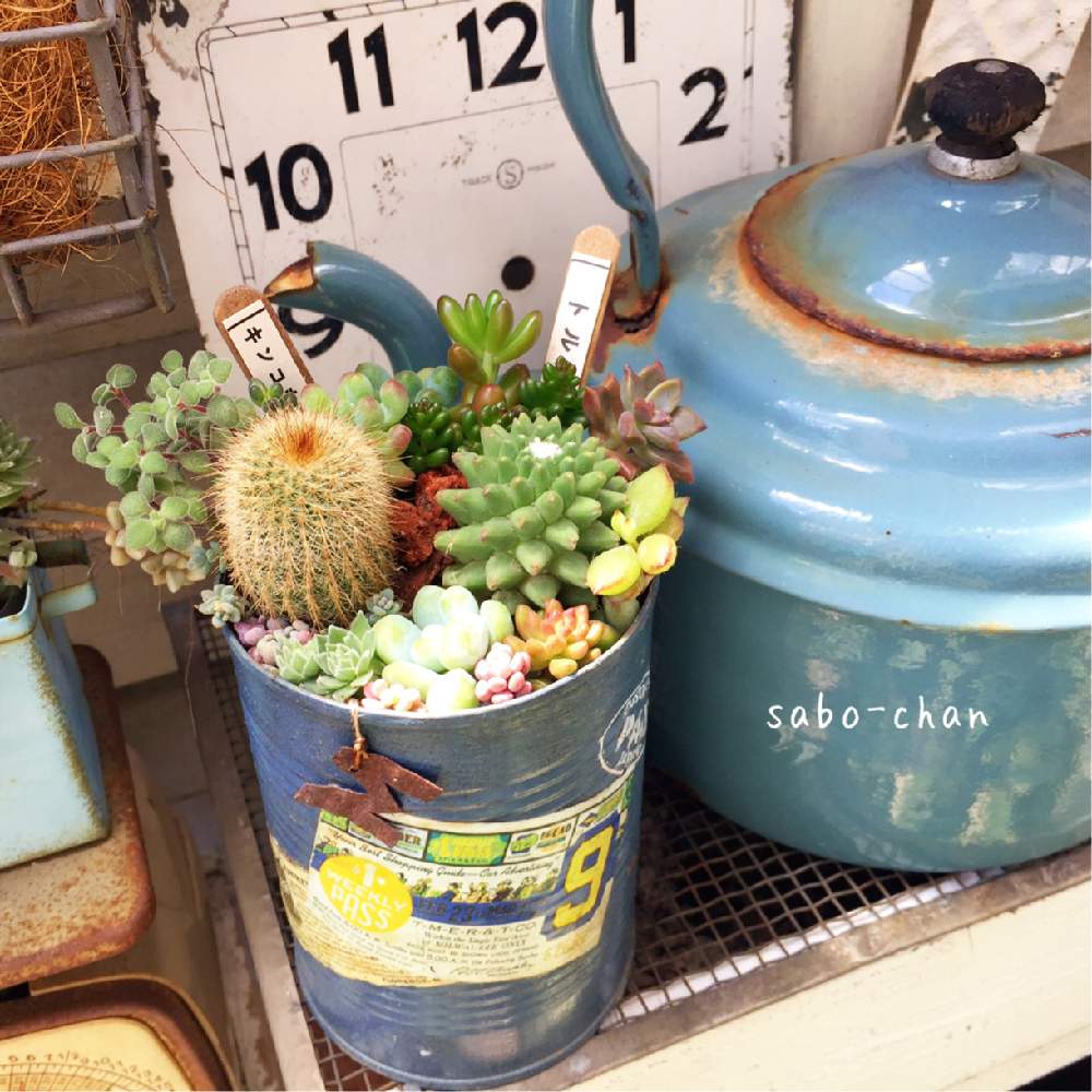 バルコニー/ベランダの画像 by kurumichocoさん | バルコニー/ベランダと多肉植物と季節を楽しむとNO GREEN NO LIFEとわがやの多肉スペースとGS映えと多肉植物寄せ植えとナチュラルガーデンと癒しgreenとベランダガーデンと多肉女子とタニラーと花のある暮らしと古道具とちまちま寄せ