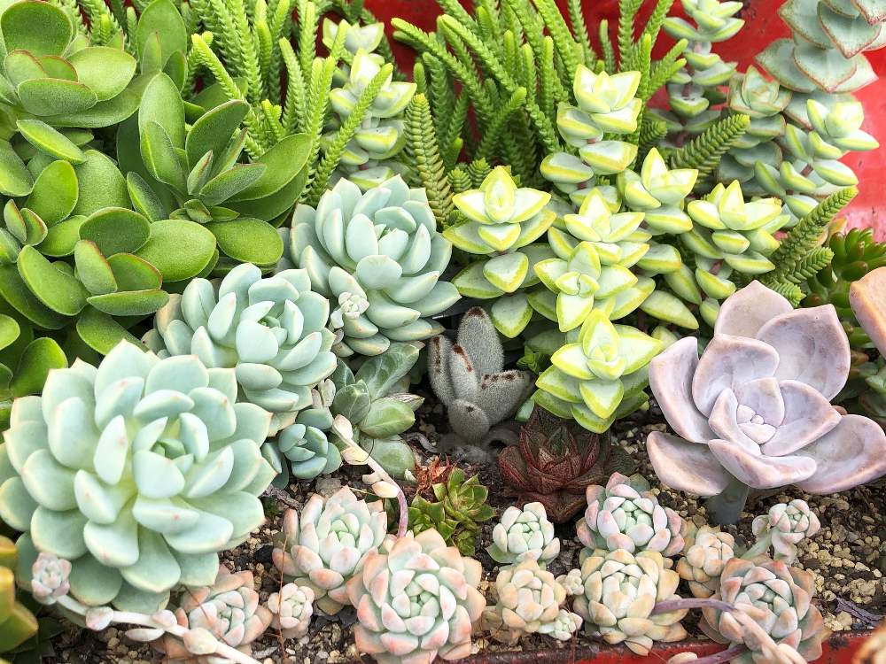 小さな庭の画像 by はるさん | 小さな庭と多肉植物と大好きと多肉植物寄せ植えと多肉植物のある暮らしとpic加工無しと工具箱とプクプクと小さな小さな庭とホッコリといい色♡とsucculentとみんな元気
