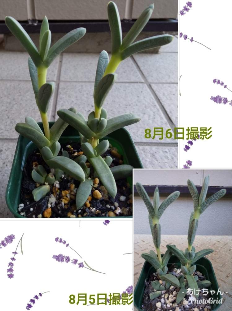 小さな庭の画像 by あけちゃんさん | 小さな庭と夕波と多肉植物とカッコいいと埼玉ンズ倶楽部とありがとう❤️とかわいい♡と比較と植中毒と今日の一枚と多肉ラボ©とタニラーと埼玉タニラーと花のある暮らしとたにおたくらぶとがんばれ!と素敵