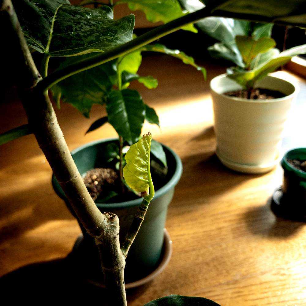 部屋の画像 by SPOONさん | 部屋とウンベラータと若葉と観葉植物とグリーンのある暮らしとグリーン!グリーン!グリーン!と綺麗なミドリと葉っぱのある暮らしと葉っぱと鉢植えと成長記録と葉脈フェチとGREEN UP!と新芽
