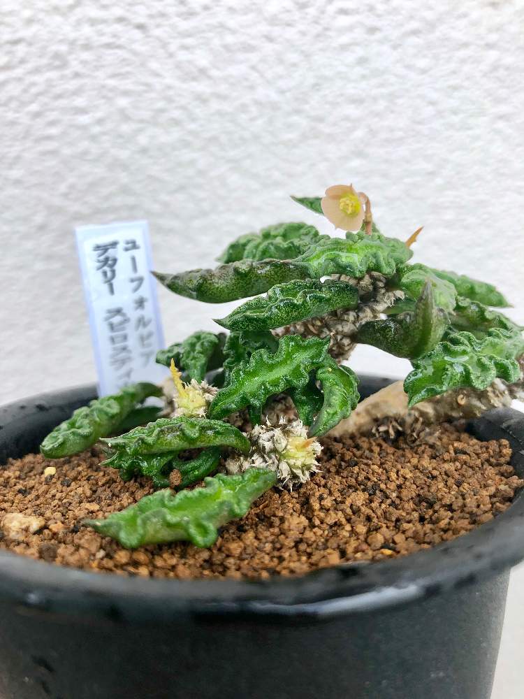 バルコニー/ベランダの画像 by ねむいさん | バルコニー/ベランダとちび花キリンとデカリー スピロスティカとユーフォルビアと坪井健樹園と夏型と開花