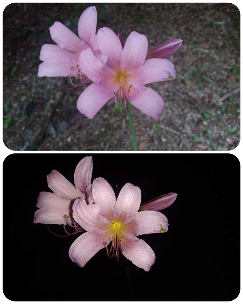 お出かけ先の画像 by ざっき~さん | お出かけ先とナツズイセンとピンクの花と野草と大きな花と山の中と山野草と初夏を楽しむと梅雨明け楽しみと初夏の訪れと雑草と花のある暮らしと山の上